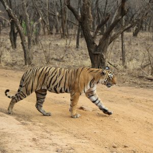 golden triangle tours India