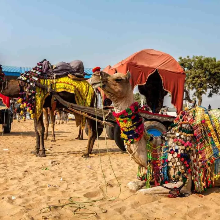 6. Golden Triangle Tour with Pushkar from Delhi – 7 Days 6 Nights