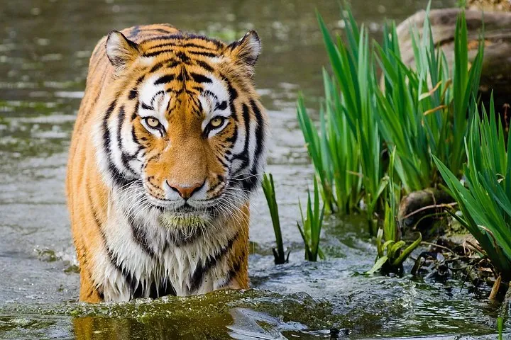 4-day-golden-triangle-tour-ranthambore