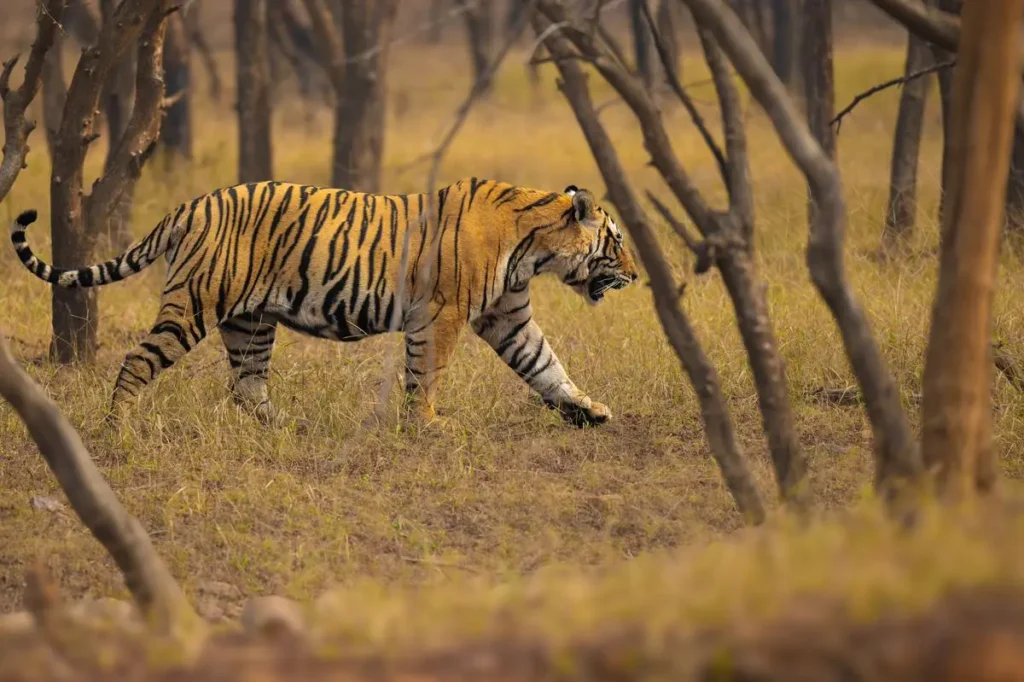 4-day-golden-triangle-tour-ranthambore