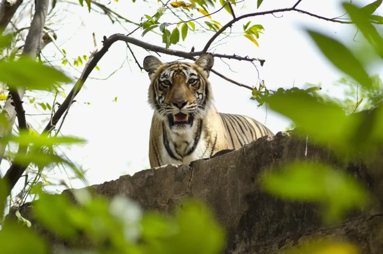 jungle-safari-ranthambore