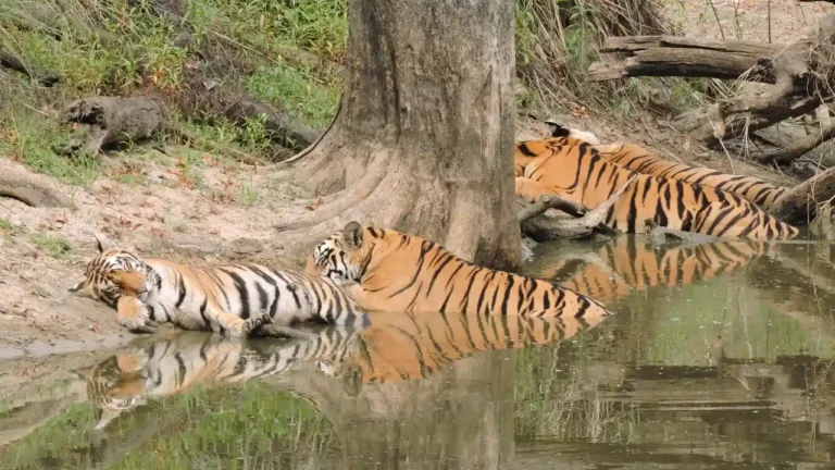 jungle-safari-ranthambore